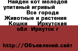 Найден кот,молодой упитаный игривый 12.03.2017 - Все города Животные и растения » Кошки   . Иркутская обл.,Иркутск г.